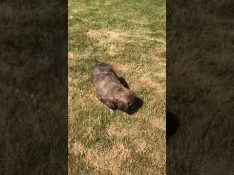 Nevada the Labradoodle