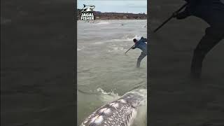 Download lagu NELAYAN INI TIDAK SADAR ADA IKAN BESAR YANG AKAN MELINTAS❗💥😱 #amazing #trending #shorts #shortsviral mp3