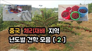 중국 체리농장 견학 [ 2 ] 17년도 중국대련 만생종 수확시기