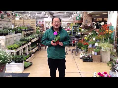 園芸 アイビーゼラニウムに関するよくある質問