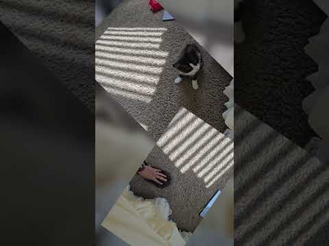 Mr. Peg and Ms. Minnie #ytshorts #cats #catsofyoutube #catshorts #catlife #viral