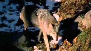 ☁ Wolves- Wherever the Wind Blows ☁