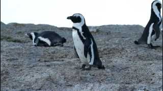 preview picture of video '01-12-2011 African Penguin (Spheniscus demersus) - Boulders Beach, Simonstown, South Africa'