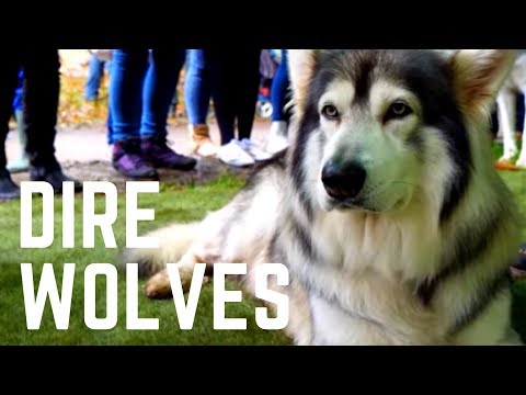 The Real Direwolves from Game of Thrones. Northern Inuit -The  Stark's Direwolves #GOT Video