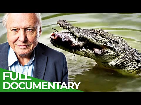 David Attenborough's Wild City: Hidden Wild