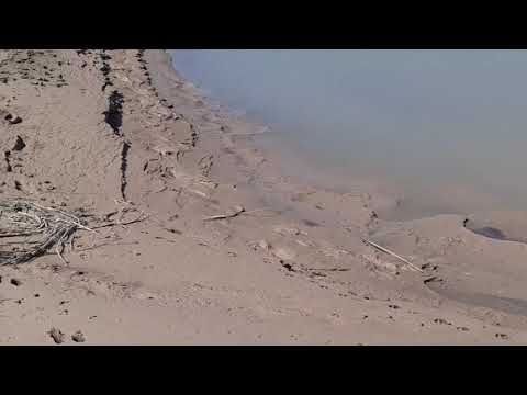 Amudaryo Daryosi qurib bormoqda biz daryoda quruq holda yurdik bunga kim qaraydi!!!