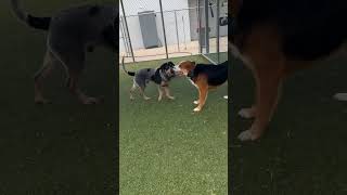 Video preview image #1 Bluetick Coonhound-Unknown Mix Puppy For Sale in Woodbury, NY, USA