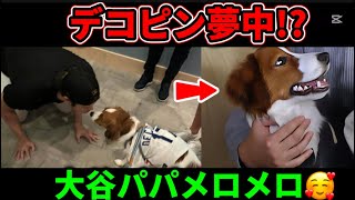 デコピン夢中!?大谷翔平パパにメロメロ!?ww