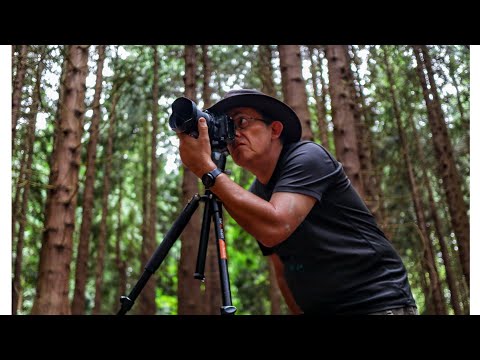 doing a bit of Woodland Photography with the Tamron 10-24mm di ii vc hld f3.5-4.5