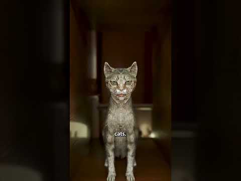 The Bizarre Cat Piano of the 1600s 😲