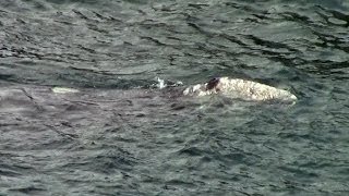 preview picture of video 'Baby Gray Whale and... Big Mama'