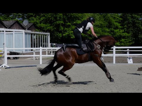 Küken lernt fliegen 💥 1. Mal frei reiten auf Jungpferd Joey | Pferd ausbilden