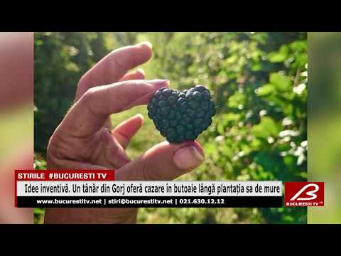 Idee inventivă. Un tânăr din Gorj oferă cazare în butoaie lângă plantația sa de mure