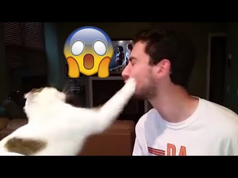 Cat Slap Video Compilation 2020 | Cats Slapping each other and dogs!
