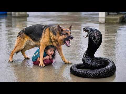 Hero Animals That Saved Human Lives