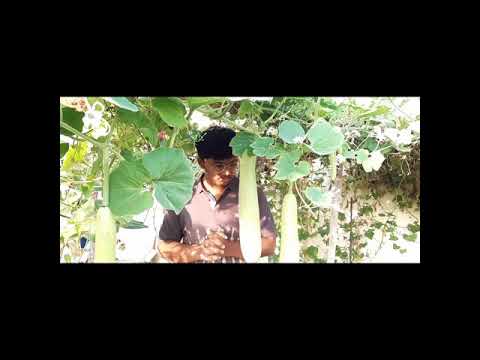 Biggest bottle groud .....