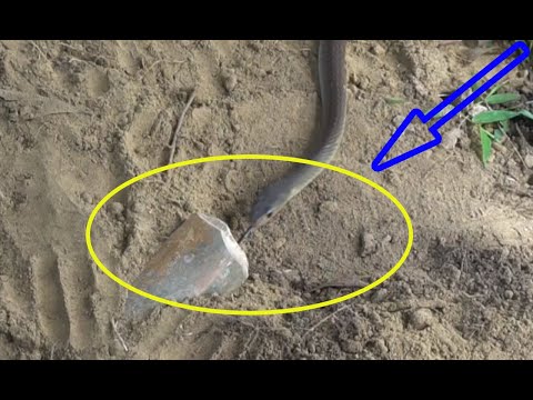 Best DIY Snake Trap Technology | Learning to make snake trap by Four Part Bamboo VietNam