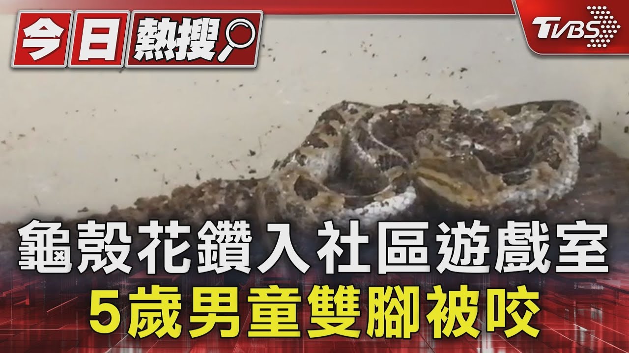 恐怖!毒蛇門縫鑽入社區遊戲室 5歲童「雙腳慘遭攻擊」嚎啕大哭