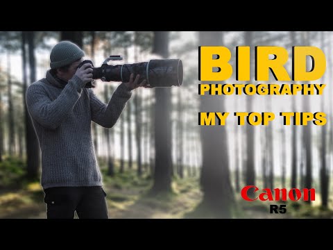 UK Bird Photography Tips