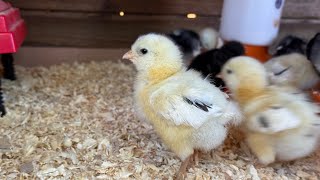 The Ermine Project Pt.1 - Ermine and Black Ermine Chicks