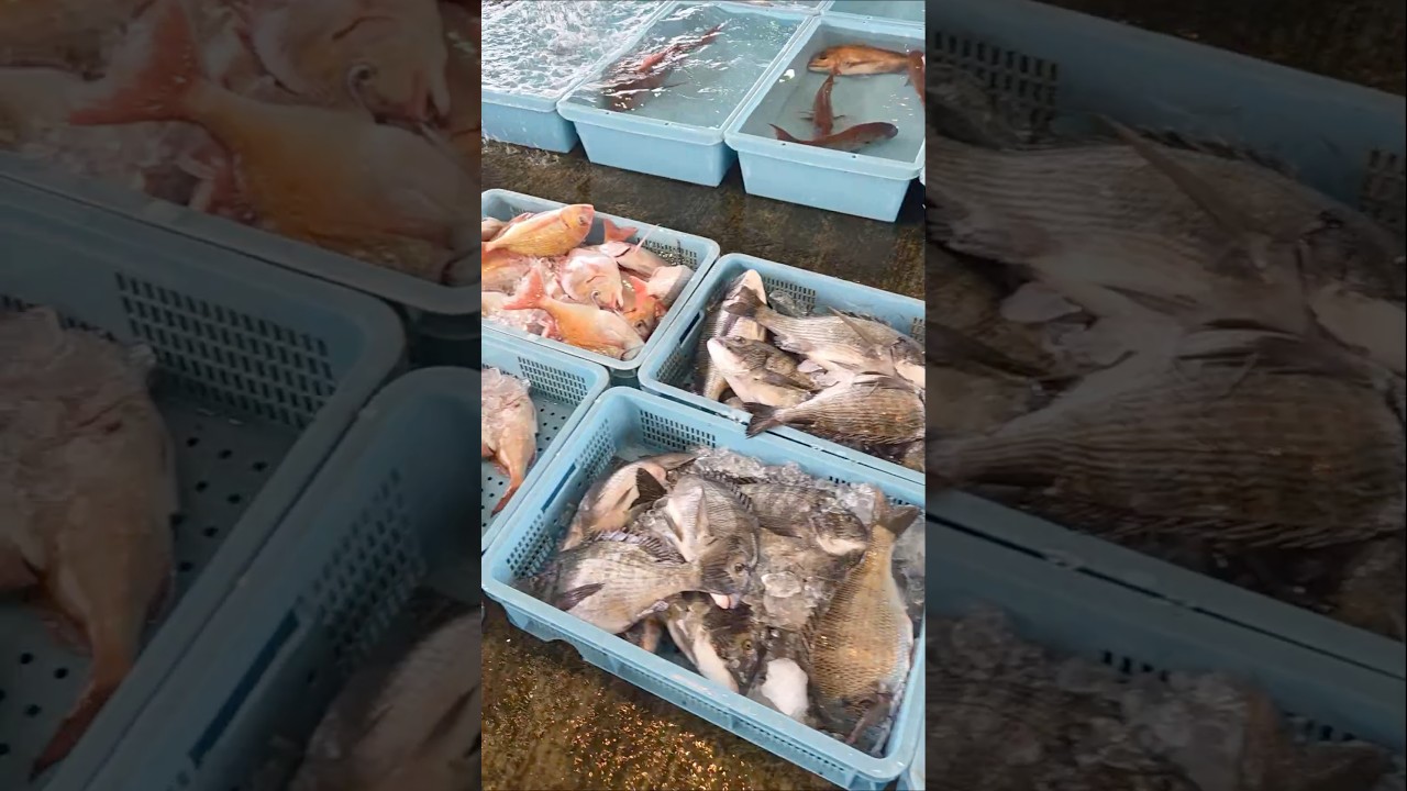 今年も鯛が大漁の予感...！2026年3月29日の片名市場の様子 #へんな魚おじさん #片名市場