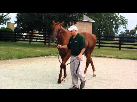 '13 Sadler's Secretary (IRE) by Distorted Humor, hip 74 Saratoga
