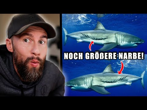 AUFLÖSUNG: Ist der MEGALODON zurück? - Noch größere Narben gesichtet | Robert Marc Lehmann