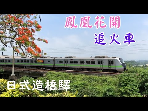 造橋鳳凰花