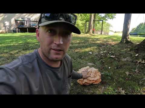 Chicken of the Woods Mushroom | How to Identify & Cook (Tastes Like Chicken)