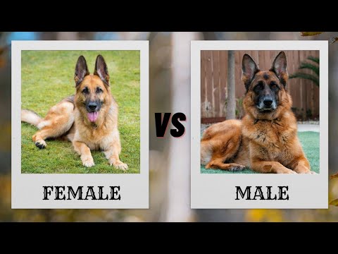 German Shepherd Showdown: Male vs. Female - Which is the Perfect Companion?