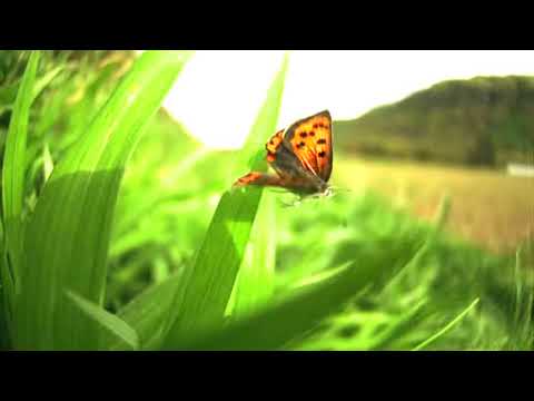 ベニシジミの飛翔 