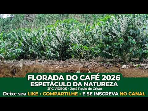 SIMONÉSIA MINAS GERAIS, FLORADA DE CAFÉ 2026