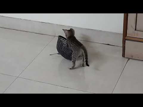 Our Sherlock having funtime