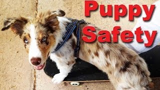 Puppy Safety - Every puppy owner should know this - Dog training videos