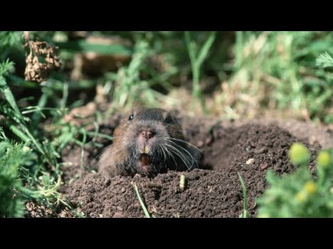 What’s the Difference Between Gophers and Groundhogs?