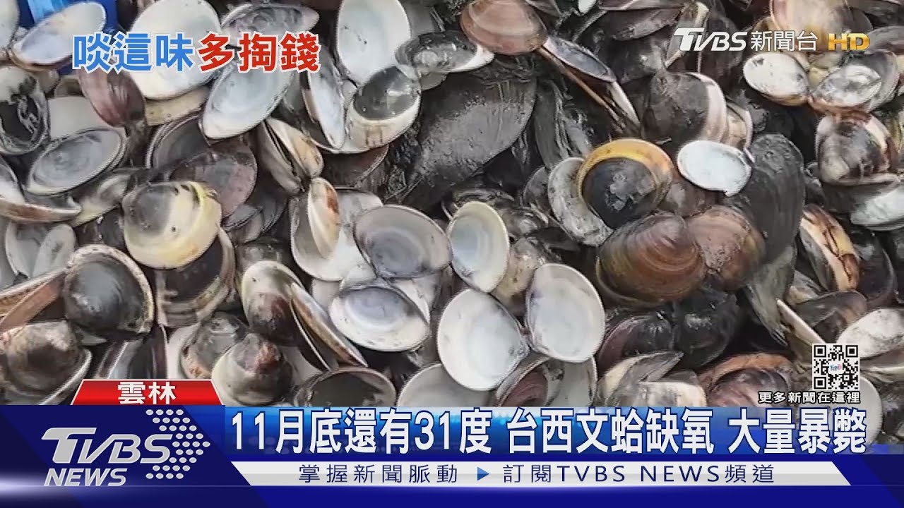 11月底還有31度　台西文蛤缺氧大量暴斃