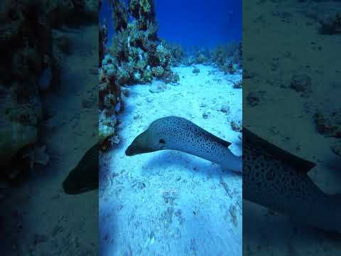Moray Eel, vida marinha no Mar Vermelho, com agência de turismo Scuba Dive Sea