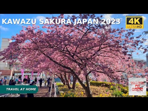 4k hdr japan travel | Japan cherry blossoms in 2023 | Walk among a thousand blooming Kawazu Sakura.