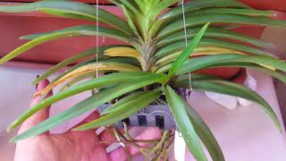 Ascofinetia Peaches  Вопросы по содержанию