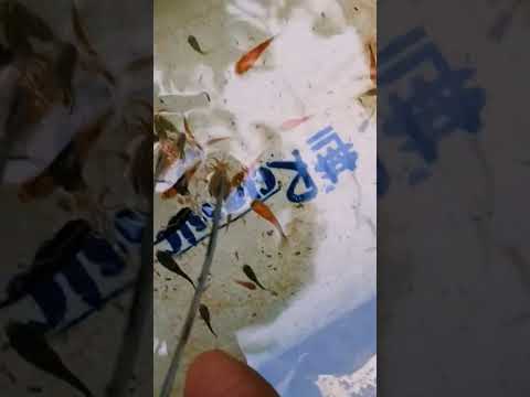 #molly fish baby#guppy fish baby#like #aquarium fish #subscribe