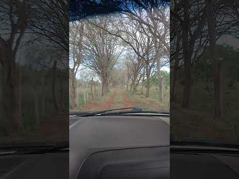 Faz Santa Maria Nova  Redenção Bahia