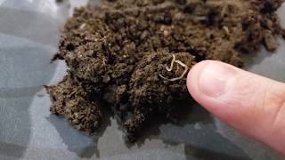 What are pot worms? - A close look at these mysterious white worms!