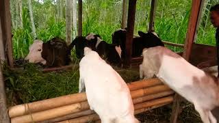 preview picture of video 'Peternak Sukses Sapi Perah Dari Ds.Gondanggunung,Pagerwojo,Tulungagung'