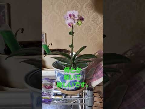 蘭を活性化させるアジアの秘訣は何でしょうか？永遠に開花する極東の魔法  庭園