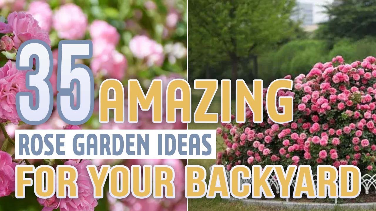 35 Amazing Rose Garden Ideas For Your Backyard