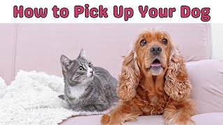Safe Techniques for Lifting Dogs 🐶 Picking Up Small Pups and Dogs Without Bending