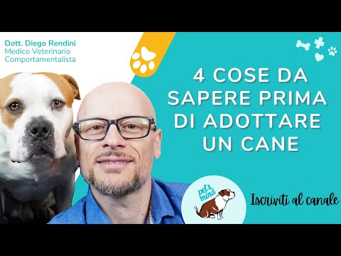 4 cose da sapere prima di adottare un cane
