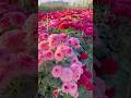 Chrysanthemum Flower Garden Chrysanthemumflower