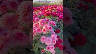 Download lagu Chrysanthemum flower garden #chrysanthemumflower mp3 Download lagu Chrysanthemum flower garden #chrysanthemumflower mp3