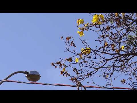 Em Torno do Filho (realização Enrico Alchimim)